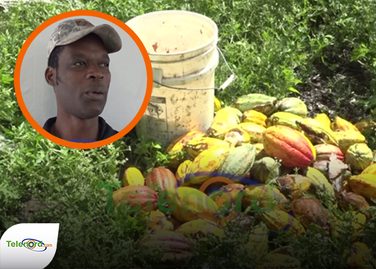 Persisten robos en plantaciones de cacao en SFM 