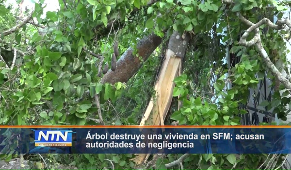 Árbol destruye una vivienda en SFM; acusan autoridades de negligencia