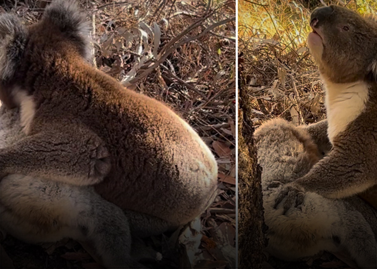 VIDEO: Desgarrador momento de un koala en duelo por la muerte de su compañera
