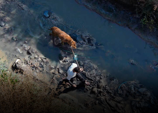 Rescatan a un perro atrapado de un canal de aguas residuales en México