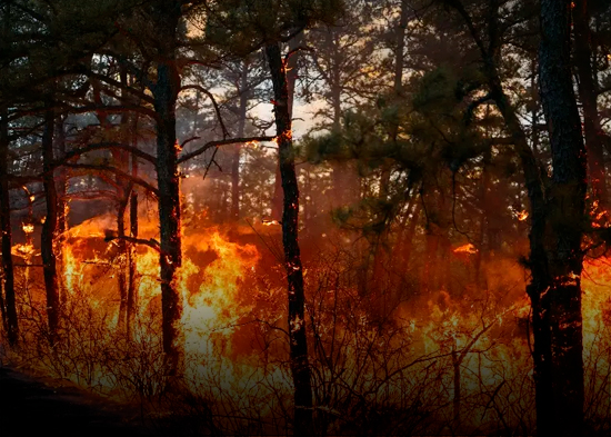 Emergencia en dos estados EEUU por fuego forestal
