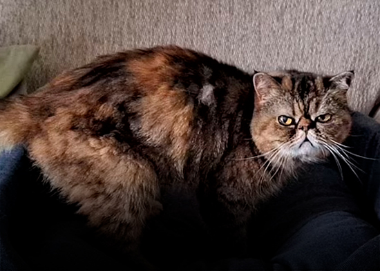 Una gata logra sobrevivir 3 semanas bajo el suelo alimentándose de cerveza e insectos