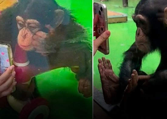 Prohíben ver 'reels' a un chimpancé por esta razón