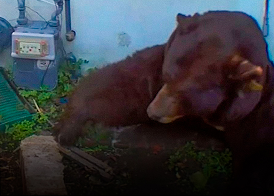 Un hombre descubre a un peludo huésped de más de 200 kg en su sótano (VIDEO)
