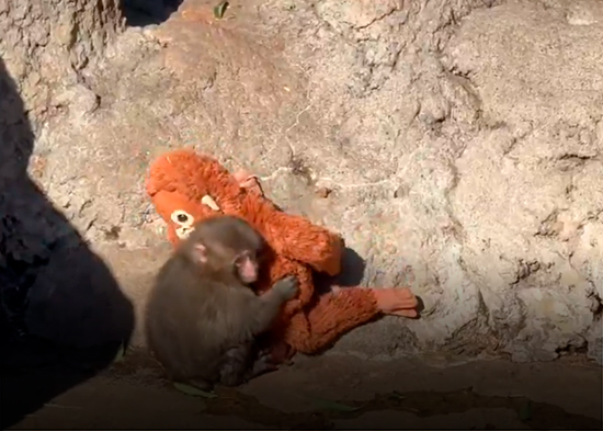 VIDEO: El bebé mono Punch es atacado por un macaco adulto y corre hacia su 'mamá' de peluche