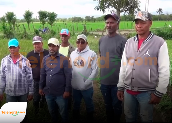 Productores de arroz en Dajabón reportan pérdidas por inundaciones