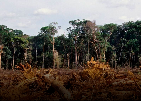 Superficie forestal mundial se redujo en 41 millones de hectáreas entre 2015 y 2025